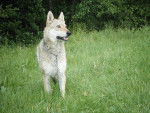 Zeus a senti quelques chose - Chien Loup Tchécoslovaque Mâle (3 ans)