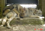 chien-loup tchecoslovaque - Chien Loup Tchécoslovaque