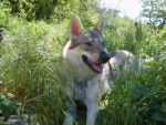Chien loup tchécoslovaque Wolfie - Chien Loup Tchécoslovaque