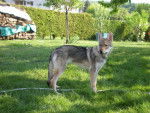 Feïva - Chien Loup Tchécoslovaque - Chien Loup Tchécoslovaque