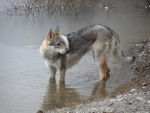 Hever, Chien-loup tchèque - Chien Loup Tchécoslovaque