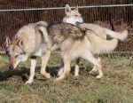 CASH, étalon - Chien Loup Tchécoslovaque