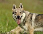 YENCO DU DOMAINE DE LA COMBE NOIRE - Chien Loup Tchécoslovaque