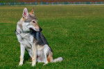 Un Chien Loup Tchécoslovaque assis dans l'herbe 