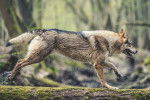 Un Chien Loup Tchécoslovaque qui court sur un tronc d'arbre dans les bois