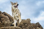 Un Chien Loup Tchécoslovaque qui regarde l'horizon depuis un rocher
