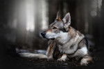 Portrait rapproché d'un Chien Loup Tchécoslovaque allongé dans une forêt
