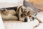 Un Chien Loup Tchécoslovaque allongé sur un canapé