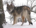 Isthank - Chien Loup Tchécoslovaque