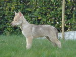 millie - Chien Loup Tchécoslovaque Femelle (1 an)