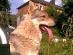 Noa - Chien Loup Tchécoslovaque Mâle (3 ans)