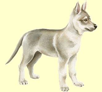 QADDOURI - Chien Loup Tchécoslovaque Mâle (12 ans)