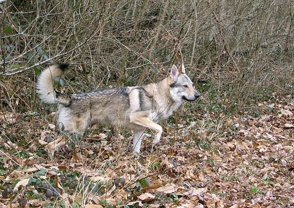Opium - Chien Loup Tchécoslovaque Mâle (4 ans)