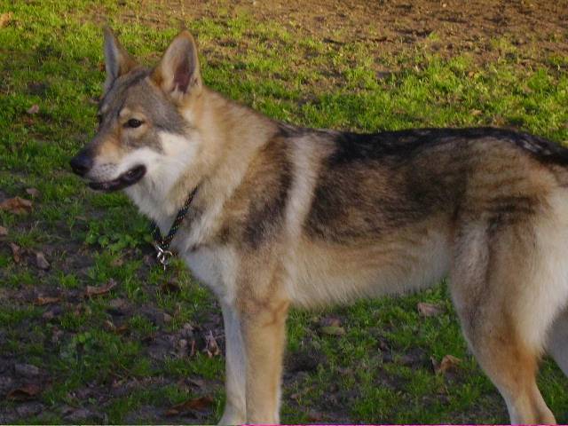 Chien Loup Tchécoslovaque / Balto of joalland's bay - Chien Loup Tchécoslovaque