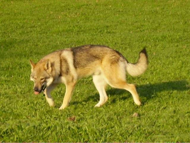 Chien Loup Tchécoslovaque / Balto of joalland's bay - Chien Loup Tchécoslovaque