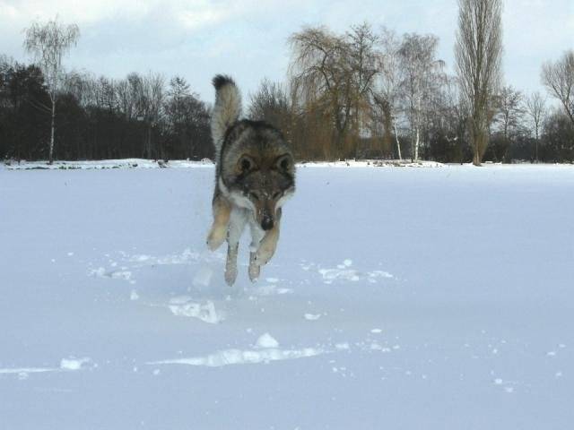 Arès des plaines de l'est \