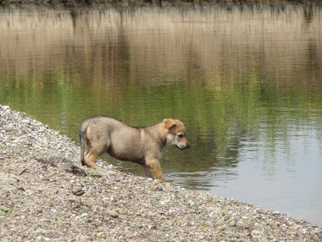 Balzac des plaines de l'est,chien-loup tchécoslovaque - Chien Loup Tchécoslovaque