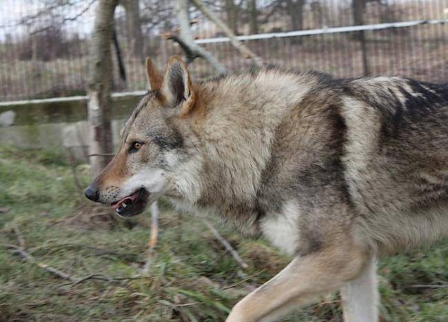 Cash - Etalon - Chien Loup Tchécoslovaque