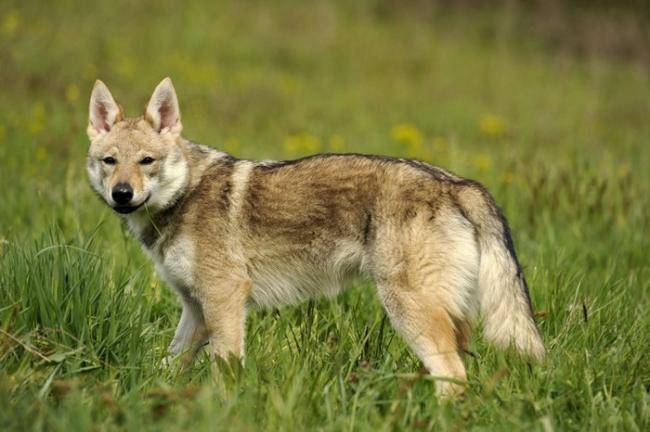 Le Chien-Loup Tchécoslovaque