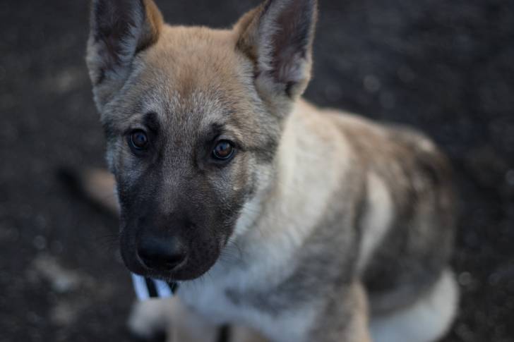 Un jeune Chien Loup Tchécoslovaque face à l'objectif