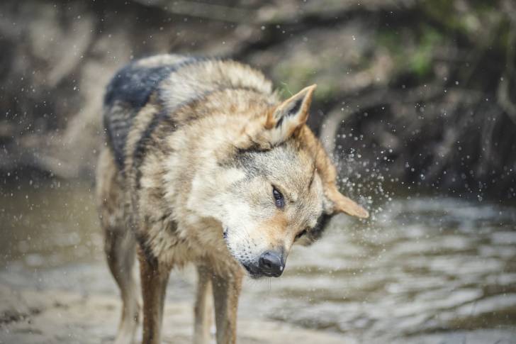 Un Chien Loup Tchécoslovaque se secoue pour sécher