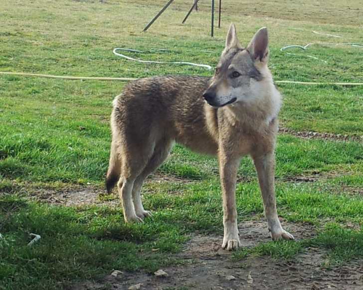 Haïka disparu - Chien Loup Tchécoslovaque Femelle (1 an)