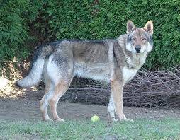 Photo Muska Chien Loup Tchécoslovaque Femelle 7 Ans