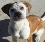 luv - Chien Léopard Catahoula (5 ans)