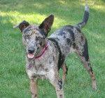 Kiah - Chien Léopard Catahoula (1 an)