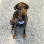 Brooklyn - Chien L&eacute;opard Catahoula (3 ans)