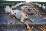 Photo Chien Léopard Catahoula