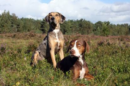 Entente du Chien Léopard Catahoula avec les autres chiens