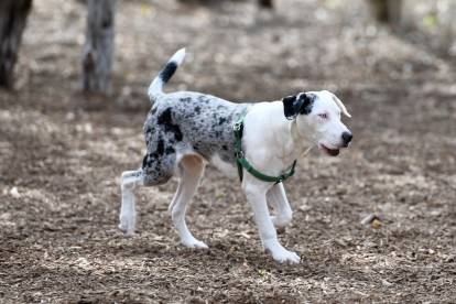 Niveau sonore du Chien Léopard Catahoula