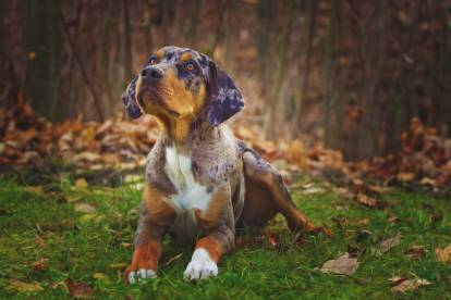 Un Chien Léopard Catahoula peut-il vivre dans le jardin ?