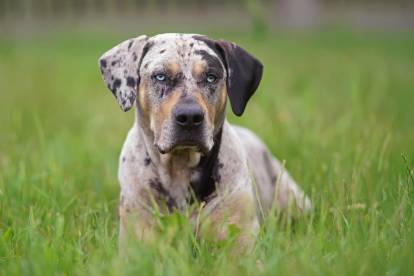 Un Chien Léopard Catahoula merle et aux yeux bleus allongé dans l'herbe
