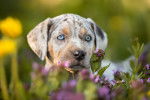 Photo Chien Léopard Catahoula