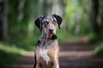 Chien Léopard Catahoula : caractère u0026 éducation, santé u0026 entretien 