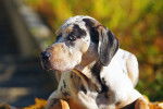 Photo Chien Léopard Catahoula