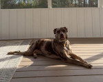 Un Chien Léopard Catahoula allongé sur un parquet