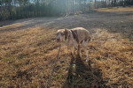 Un Chien Léopard Catahoula tenu en laisse sur un terrain herbeux