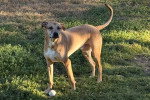 Un Chien Léopard Catahoula sur un terrain herbeux
