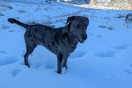 Un Chien Léopard Catahoula sur une surface enneigée