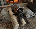 Un Chien Léopard Catahoula allongé sur un coussin 