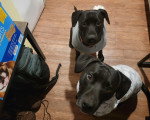 Deux Chiens Léopard Catahoula assis sur un parquet