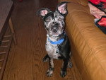 Un Chien Léopard Catahoula assis sur un parquet
