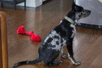 Un Chien Léopard Catahoula assis sur un parquet