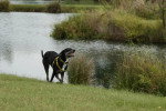 Un Chien Léopard Catahoula portant un harnais et marchant sur un terrain herbeux