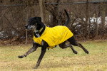 Un Chien Léopard Catahoula courant sur un terrain herbeux et portant un gilet jaune