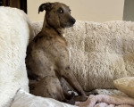 Un Chien Léopard Catahoula assis sur un canapé