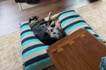 Un Chien Léopard Catahoula allongé sur un coussin